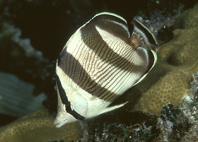 条带蝴蝶鱼(Chaetodon striatus)