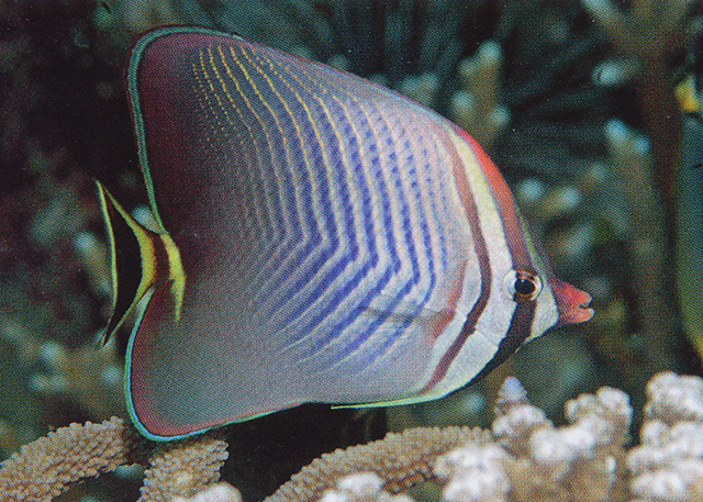 三角蝴蝶鱼(Chaetodon triangulum)