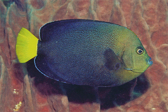 淡斑荷包鱼(Chaetodontoplus caeruleopunctatus)