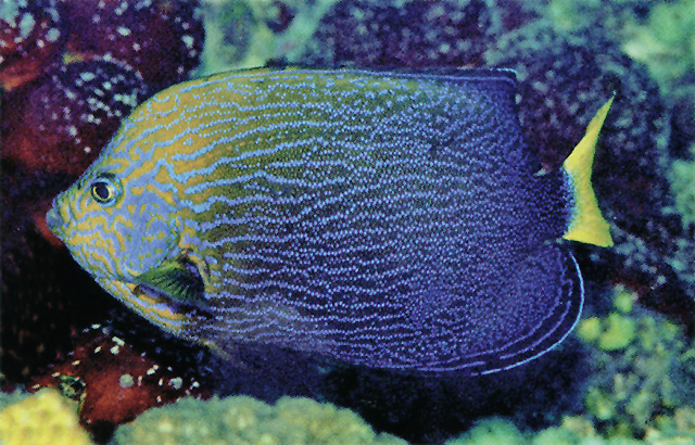 黄头荷包鱼(Chaetodontoplus chrysocephalus)