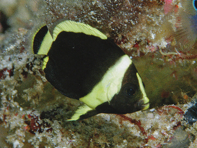 秀美荷包鱼(Chaetodontoplus dimidiatus)
