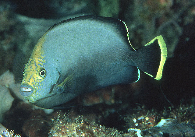 黑身荷包鱼(Chaetodontoplus melanosoma)