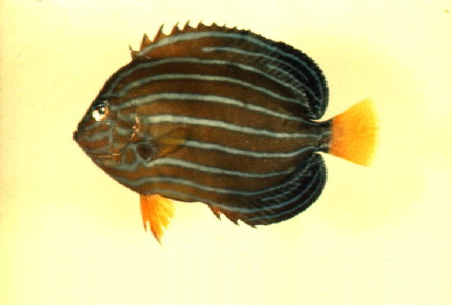 蓝带荷包鱼(Chaetodontoplus septentrionalis)