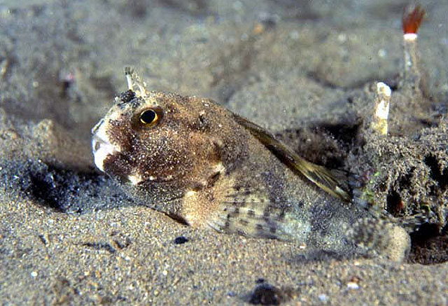 背斑软皮鳚(Chalaroderma ocellata)