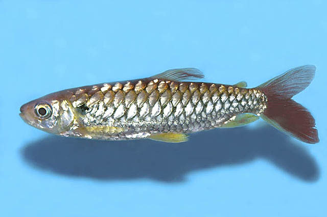 红铜大鳞脂鲤(Chalceus erythrurus)