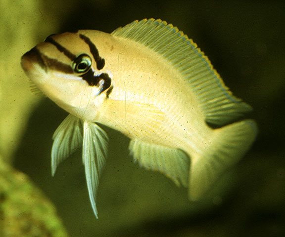 勃氏勒纹丽鲷(Chalinochromis brichardi)