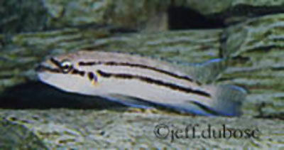波氏勒纹丽鲷(Chalinochromis popelini)