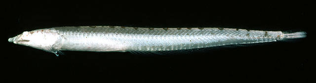 细尾鸭嘴鳚(Chalixodytes tauensis)