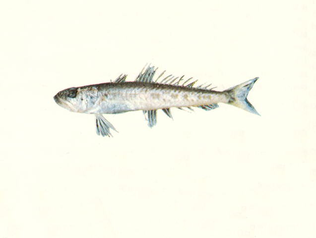南非鳄齿鱼(Champsodon capensis)