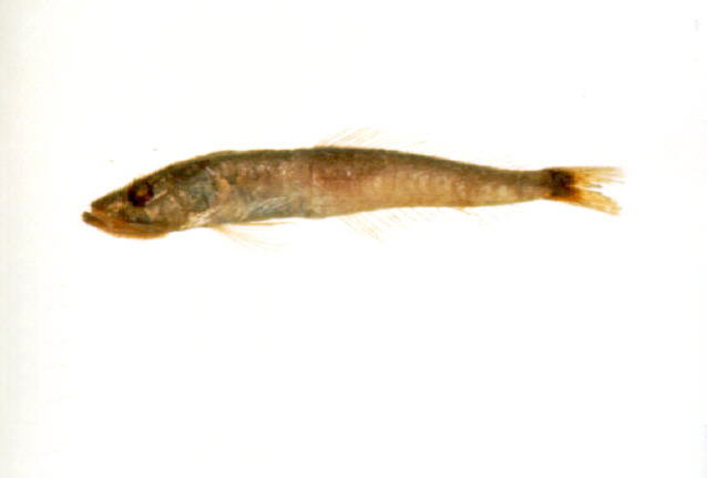 贡氏鳄齿鱼(Champsodon guentheri)