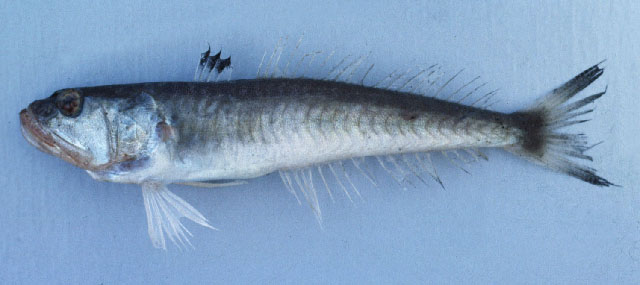 长鳍鳄齿鱼(Champsodon longipinnis)