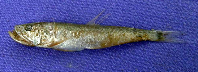 阿曼鳄齿鱼(Champsodon omanensis)