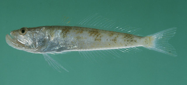 塞舌尔群岛鳄齿鱼(Champsodon sechellensis)