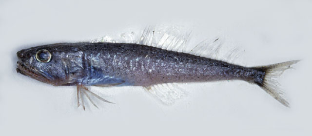 贪食鳄齿鱼(Champsodon vorax)