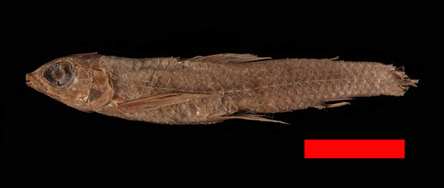 短吻溪脂鲤(Characidium brevirostre)