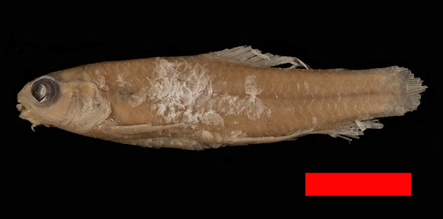 兔溪脂鲤(Characidium lagosantense)