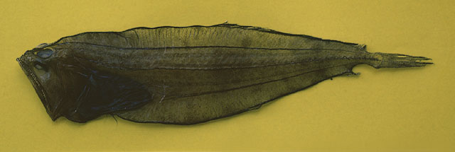 大口长颌鲆(Chascanopsetta lugubris)