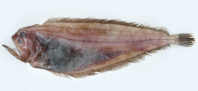 前长颌鲆(Chascanopsetta prognatha)