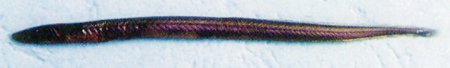 大尾鳗鳅(Chaudhuria caudata)