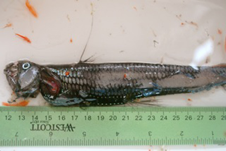 马康氏蝰鱼(Chauliodus macouni)