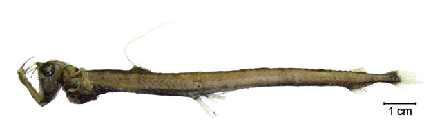 长牙蝰鱼(Chauliodus minimus)