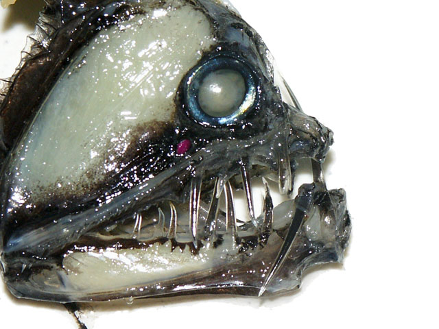 瓦氏蝰鱼(Chauliodus vasnetzovi)