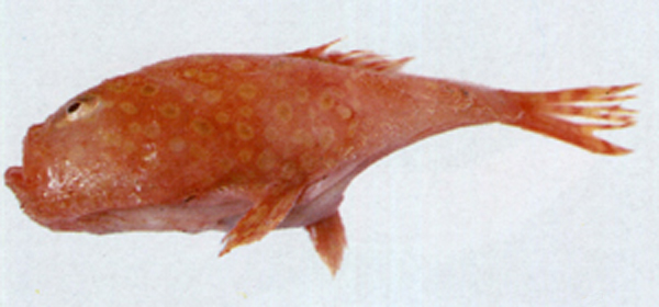 阿部单棘躄鱼(Chaunax abei)