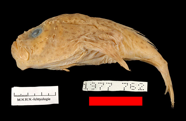 短辐单棘躄鱼(Chaunax breviradius)