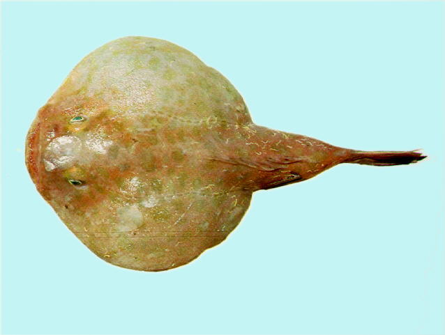 恩氏单棘躄鱼(Chaunax endeavouri)
