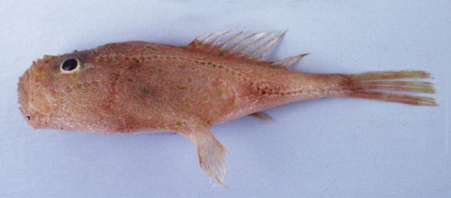 单棘躄鱼(Chaunax fimbriatus)