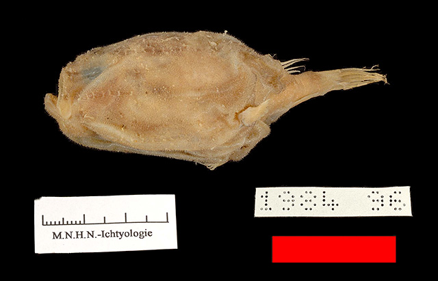 侧斑单棘躄鱼(Chaunax latipunctatus)