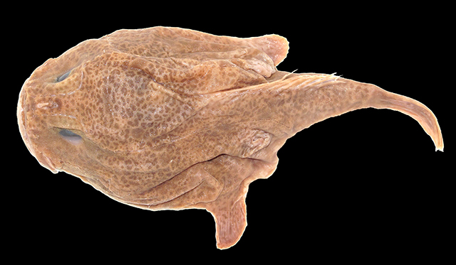 Chaunax reticulatus(Chaunax reticulatus)