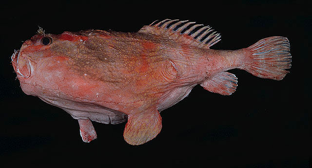 荫单棘躄鱼(Chaunax umbrinus)