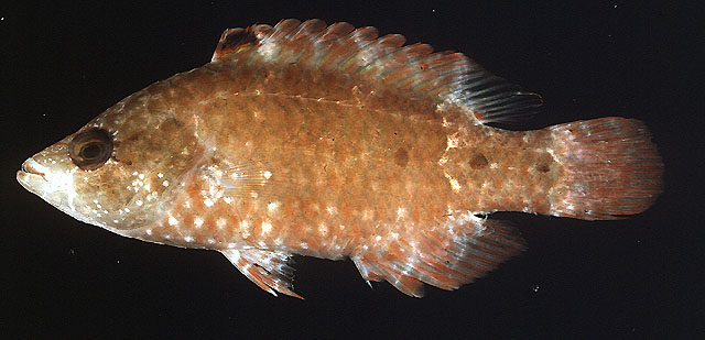 尖头唇鱼(Cheilinus oxycephalus)