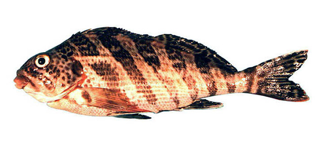 红唇唇指䱵(Cheilodactylus rubrolabiatus)