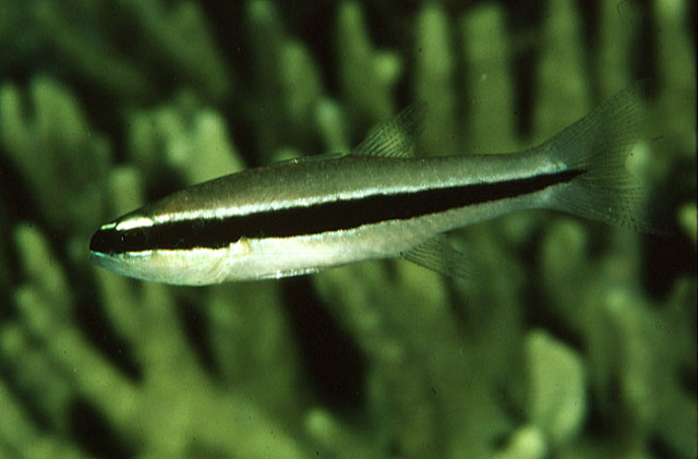 副条巨牙天竺鲷(Cheilodipterus parazonatus)