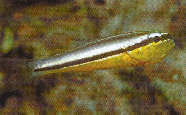 带纹巨牙天竺鲷(Cheilodipterus zonatus)