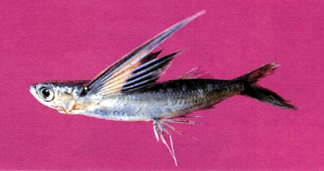阿氏须唇飞鱼(Cheilopogon abei)