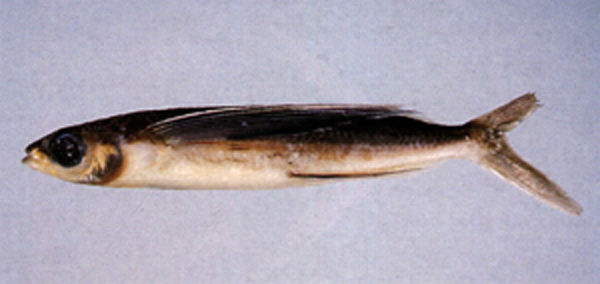 弓头唇须飞鱼(Cheilopogon arcticeps)