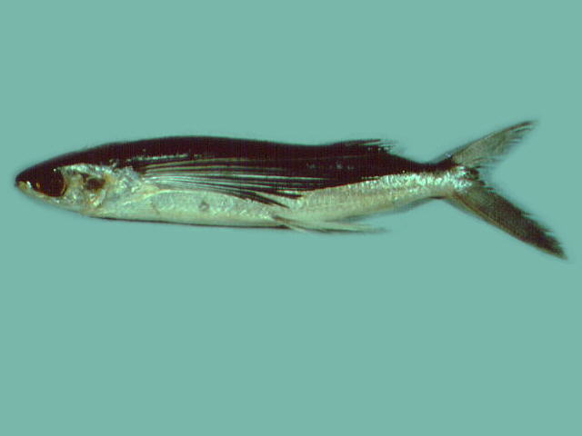 青翼须唇飞鱼(Cheilopogon cyanopterus)