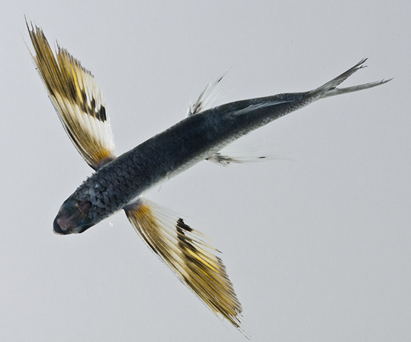 斑翼须唇飞鱼(Cheilopogon furcatus)