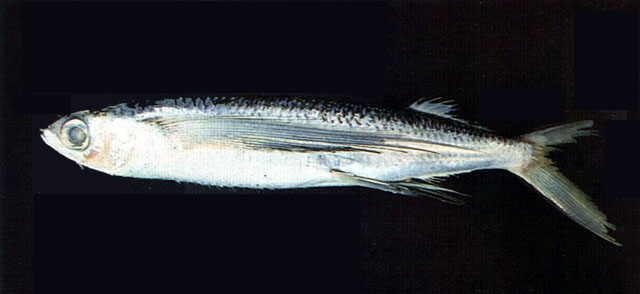 白鳍须唇飞鱼(Cheilopogon unicolor)