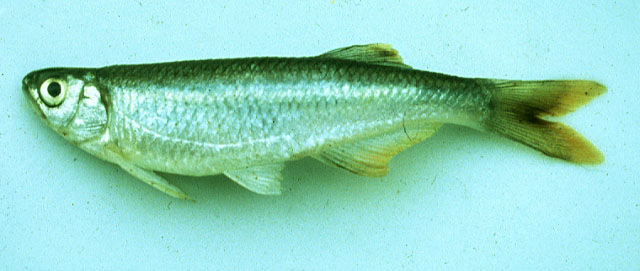 康吉埃塞鱼(Chelaethiops congicus)