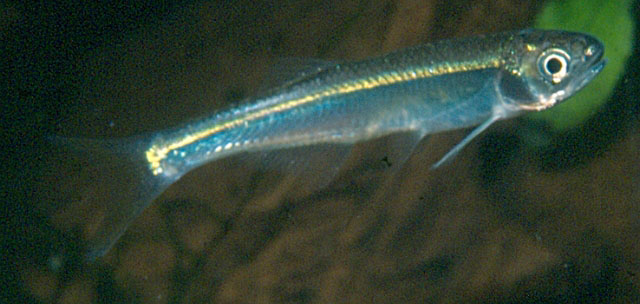 长体埃塞鱼(Chelaethiops elongatus)
