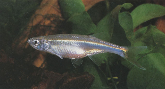 鲁夸湖埃塞鱼(Chelaethiops rukwaensis)