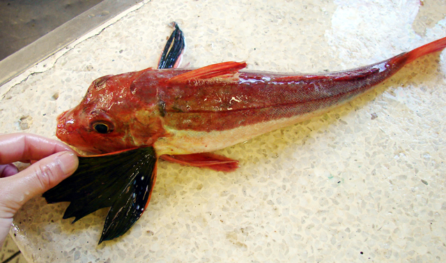 南非绿鳍鱼(Chelidonichthys capensis)