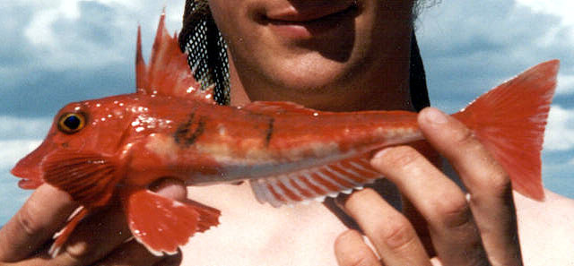 赤色绿鳍鱼(Chelidonichthys cuculus)