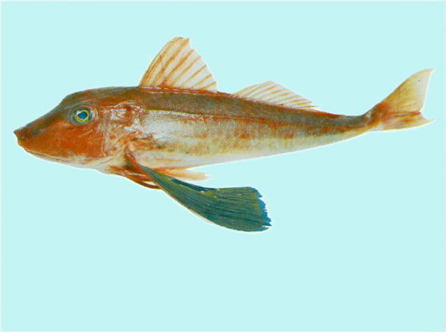 绿鳍鱼(Chelidonichthys kumu)