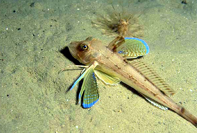 细鳞绿鳍鱼(Chelidonichthys lucerna)