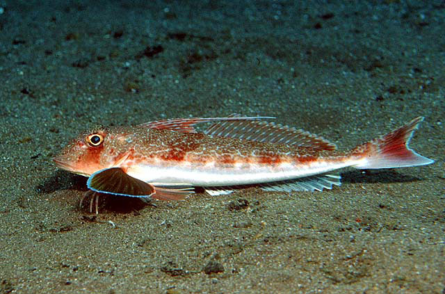 暗体绿鳍鱼(Chelidonichthys obscurus)